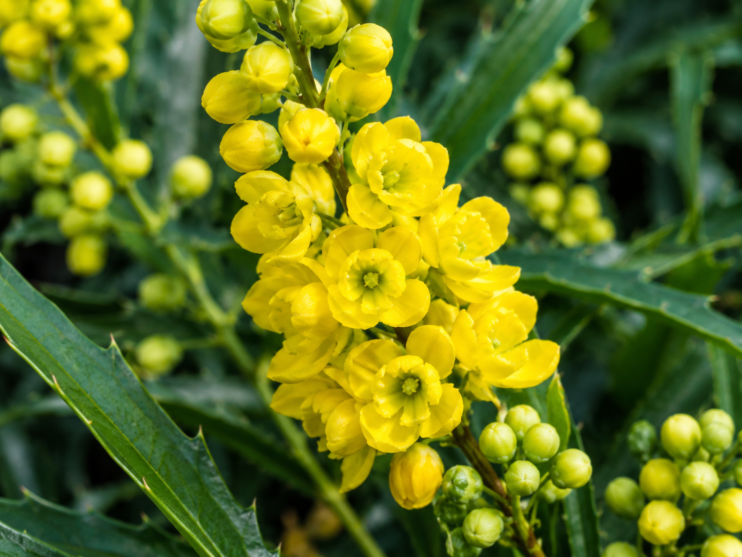Mahonia confusa Narihira, výška 60-80 cm, kvetináč 9 l