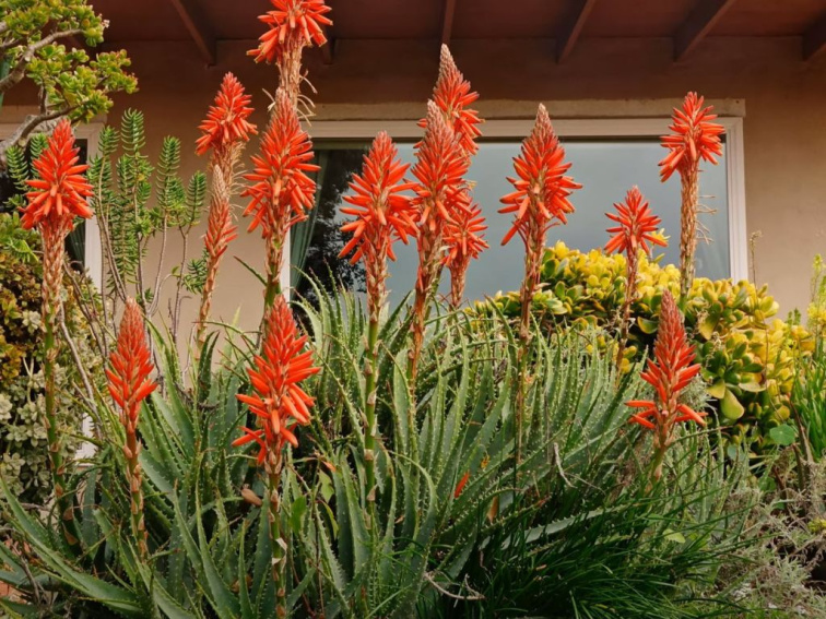 Aloe spinosissima, výška 30 cm, kvetináč 12 l