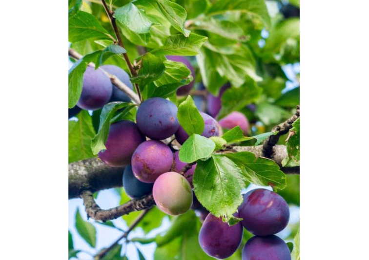 Slivka President, podp. Alycza, voľnok.