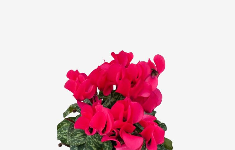 Cyklamén SS Compact Pink, kont. p10,5