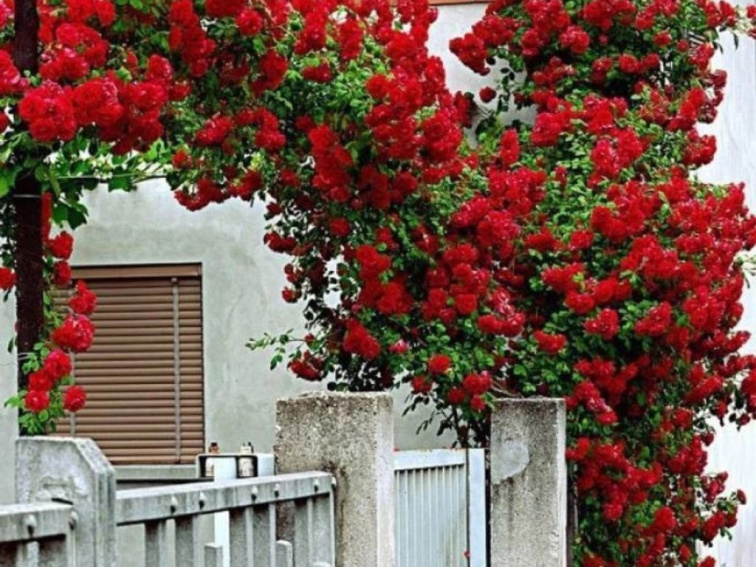 Ruža popínavá Crazy in Love red, výška 50-60 cm, kvetináč 15 cm