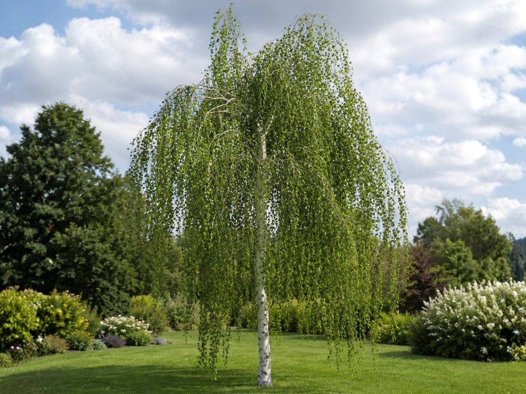 Breza previsnutá, výška 130-160 cm, kvetináč 15 l
