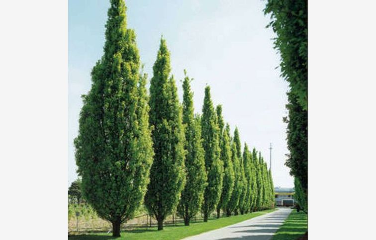 Dub letný Fastigiata 50-60 cm, kont. 2 l