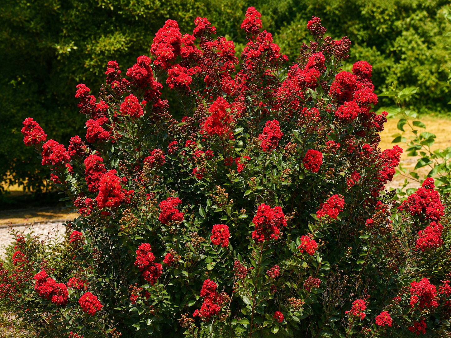 Myrta krepová Enduring Summer Red rozvetvená, výška 110-130 cm, kvetináč 30 l