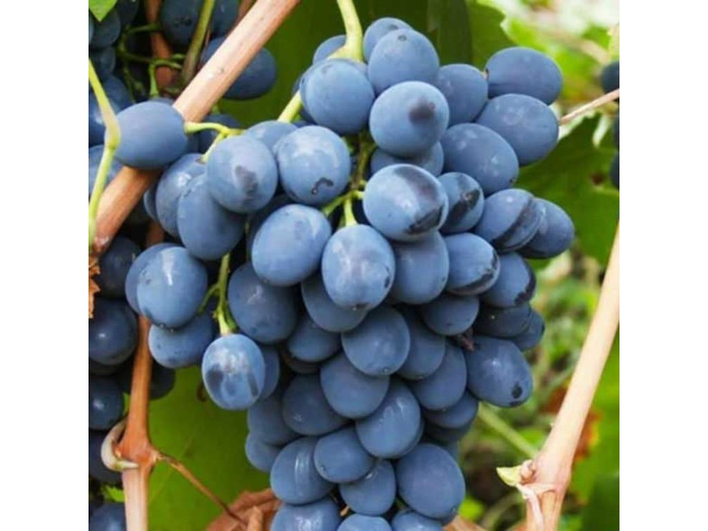 Vinič stolový Moldova, vyviazaný, výška 150-175 cm, kvetináč 5 l