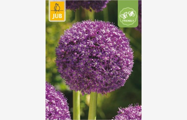 Okrasný cesnak Ambassador 1 ks v balení