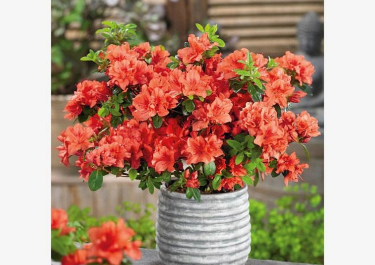 Azalka japonská Geisha Orange, výška 20-30 cm, kvetináč 17 cm