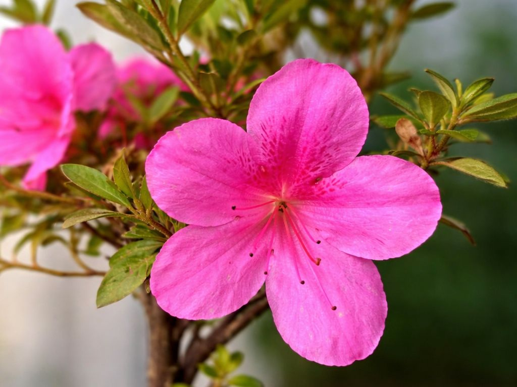 Azalka japonská Rosa na 50 cm kmienku, výška 70-80 cm, kvetináč 12 l