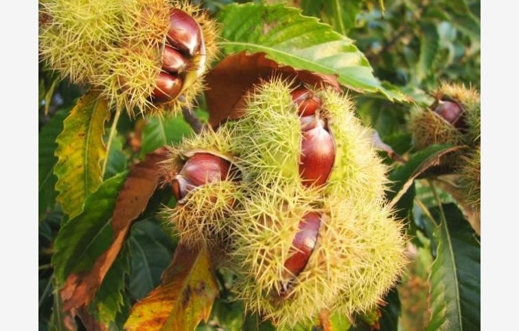 Gaštan jedlý Volou, semenáč, 130-150 cm, kont. 6 l