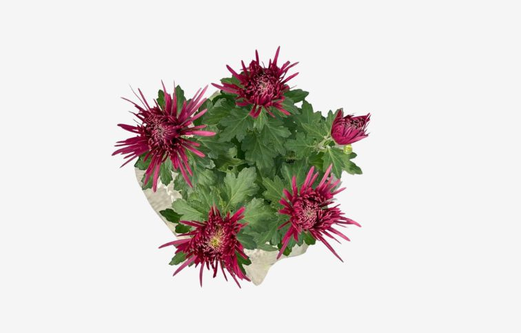 Chryzantéma Anastasia cyklámenová, kont. p15