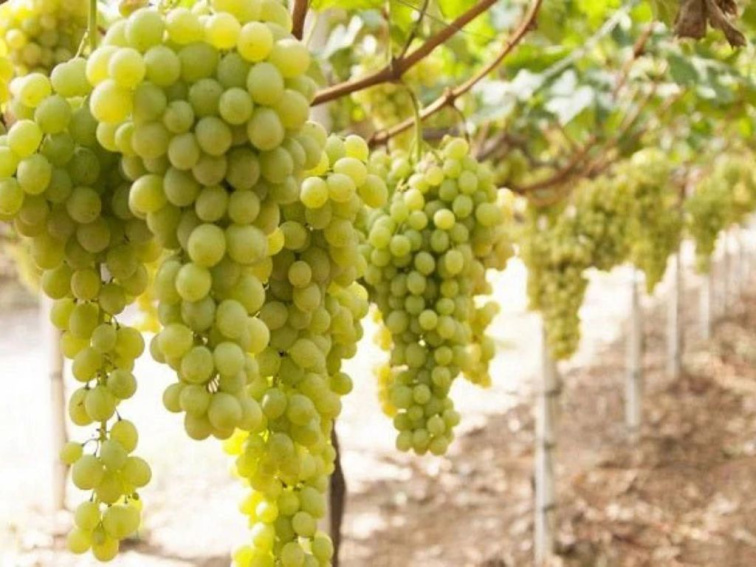 Vinič stolový Sultanina bezsemenný, balený koreň