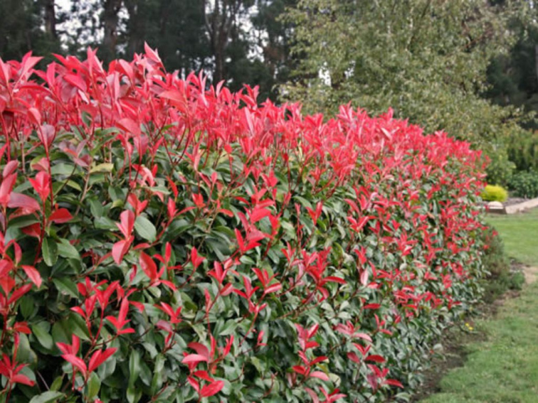 Červienka fraserová Robusta Compact, výška 60-100 cm, kvetináč 3 l