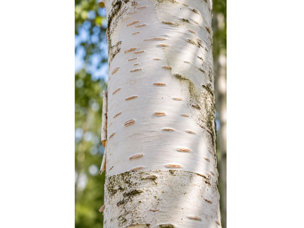 Breza himalájska 'Doorenbos', výška 70-100 cm, kvetináč 17 cm