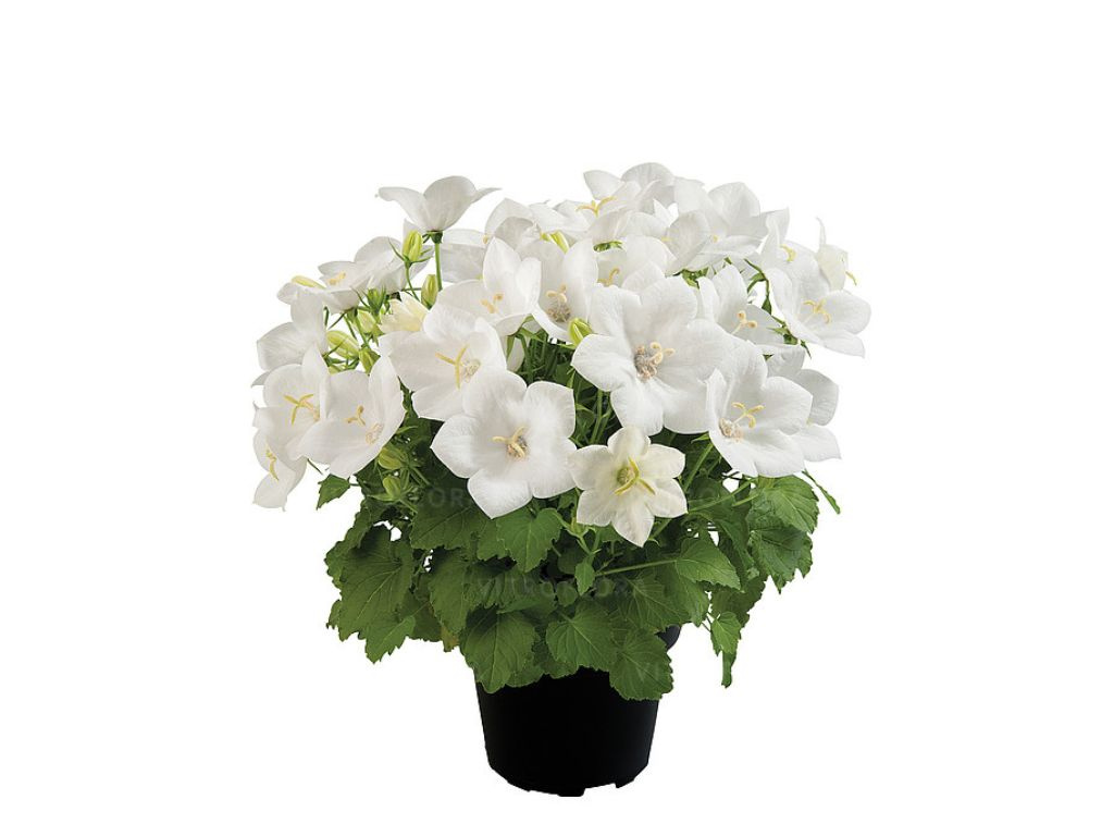 Zvonček karpatský Avida White