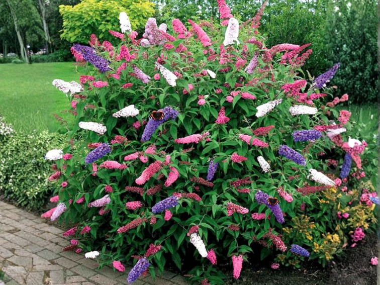 Budleja Dávidova Tricolor, výška 30-50 cm, kvetináč 19 cm