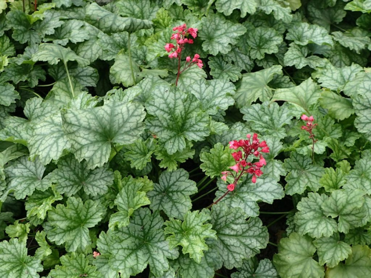 Heuchera Dales Strain