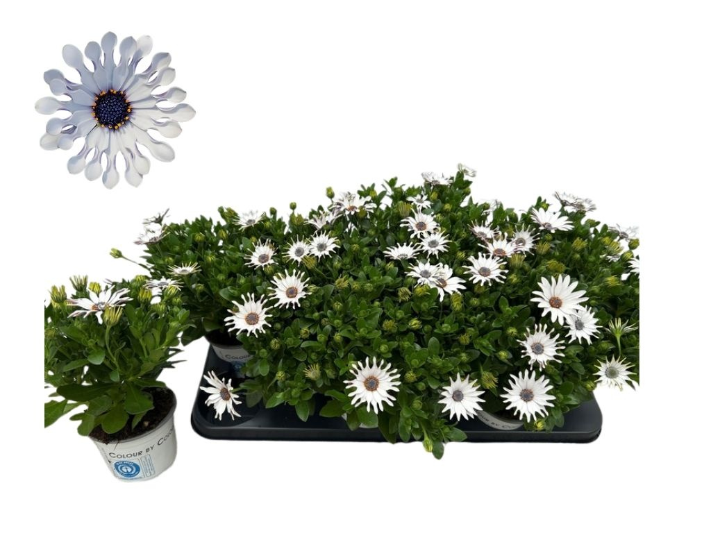 Africká sedmokráska White Spoon White, kvetináč 10,5 cm