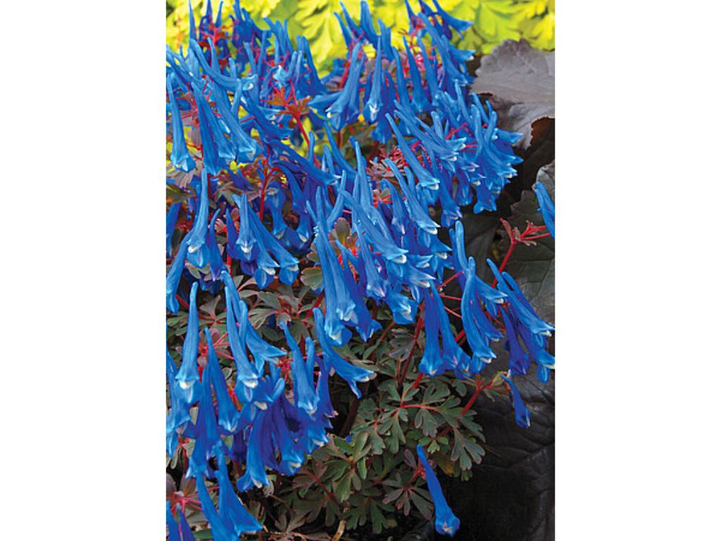 Corydalis Blue Heron