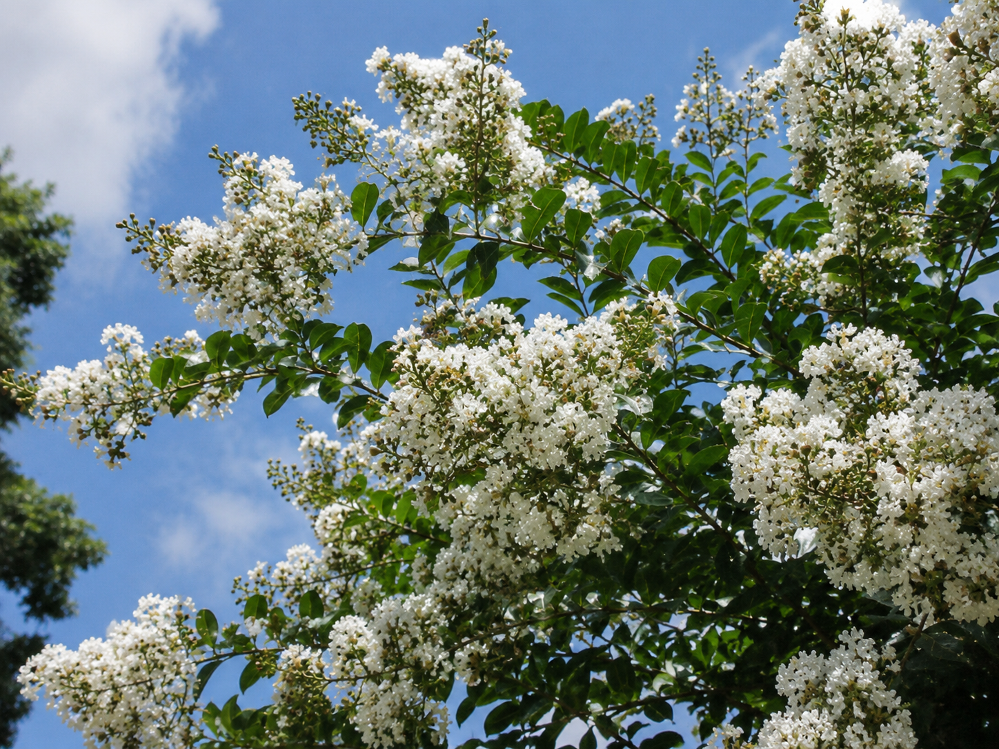 Myrta krepová Bianco Grassi na 80-90 cm kmienku, výška 120-140 cm, kvetináč 9 l