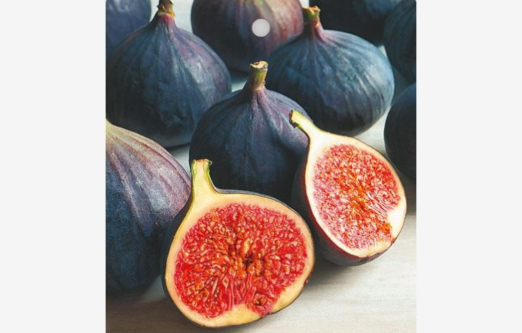 Figovník Black Mission 120-140 cm, kont. 2 l