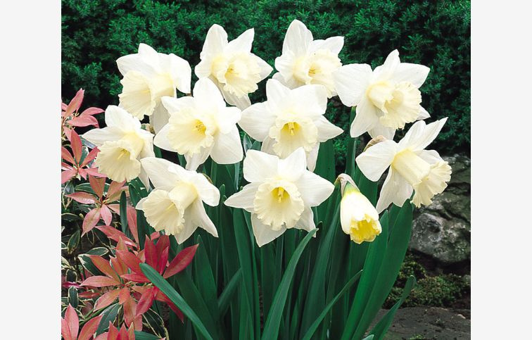 Narcis Mount Hood 5 ks v balení