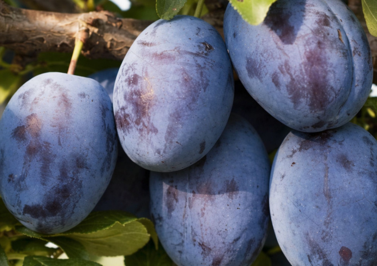 Slivka Bluefree, podp. Alycza, voľnok.