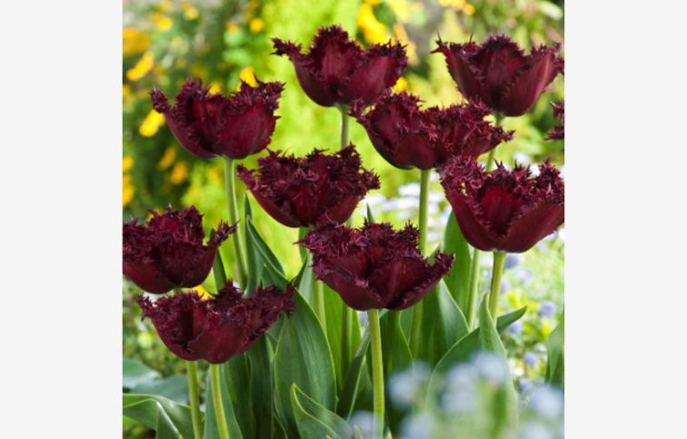 Tulipán Labrador 7 ks v balení