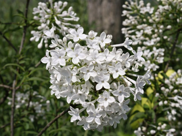 Orgován perzský Alba na 70 cm kmienku, výška 100-130, kvetináč 26 cm