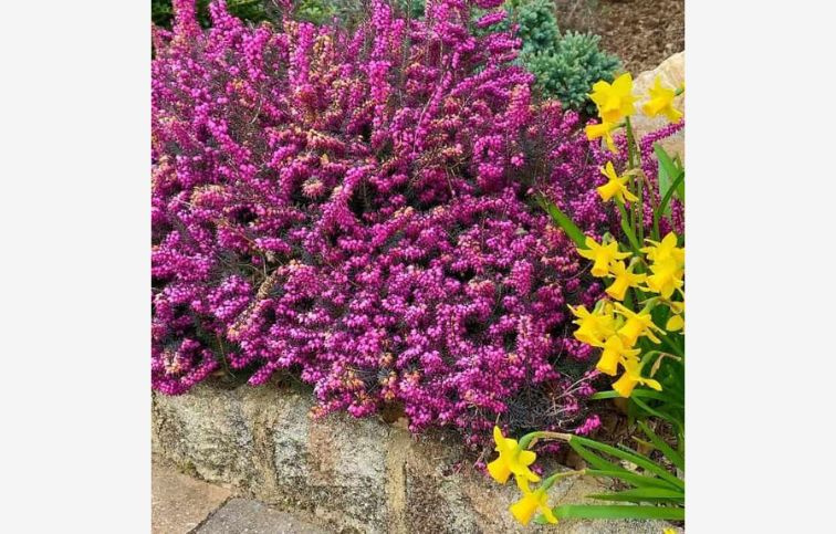 Vresovec darleyensis Kramers Rote, kont. p15