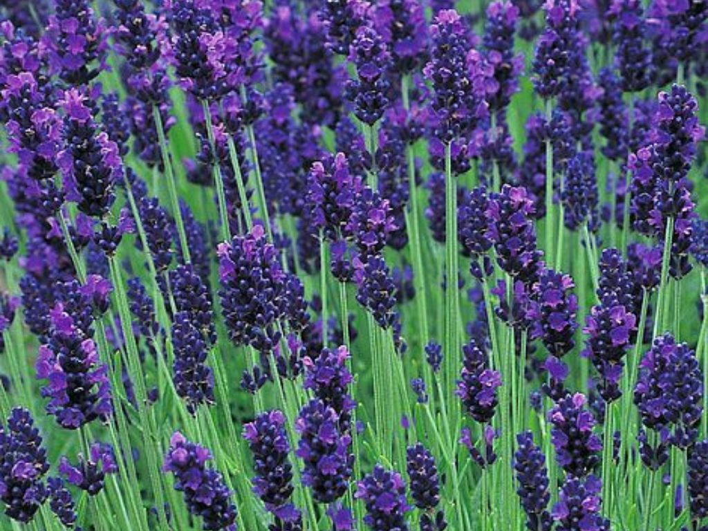 Levanduľa úzkolistá Hidcote, kvetináč 3 l