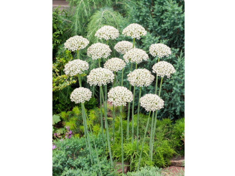 Okrasný cesnak Nigrum 1 ks v kont. 0,5 l