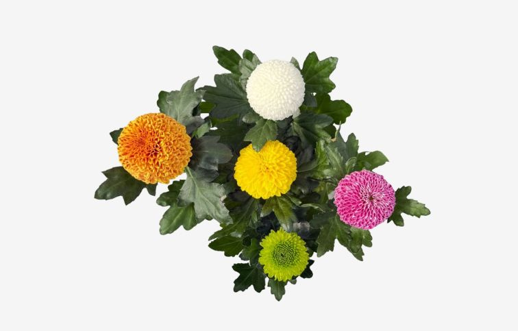 Chryzantéma Flower pops Carnaval, kont. p14