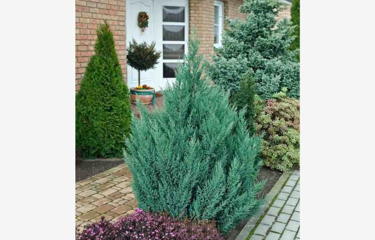 Borievka čínska Stricta cca 20 cm, kont. p9