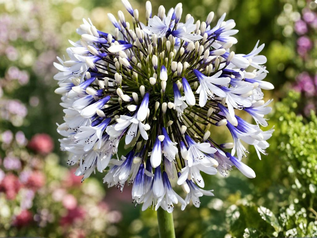 Agapanthus Fireworks, výška 30-50 cm, kvetináč 3 l