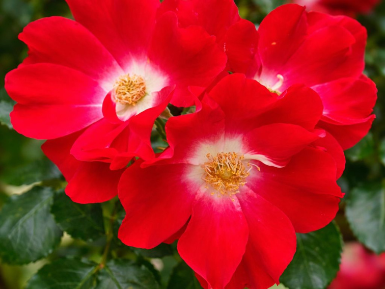 Ruža popínavá Red Queen, výška 50-60 cm, kvetináč 1,5 l