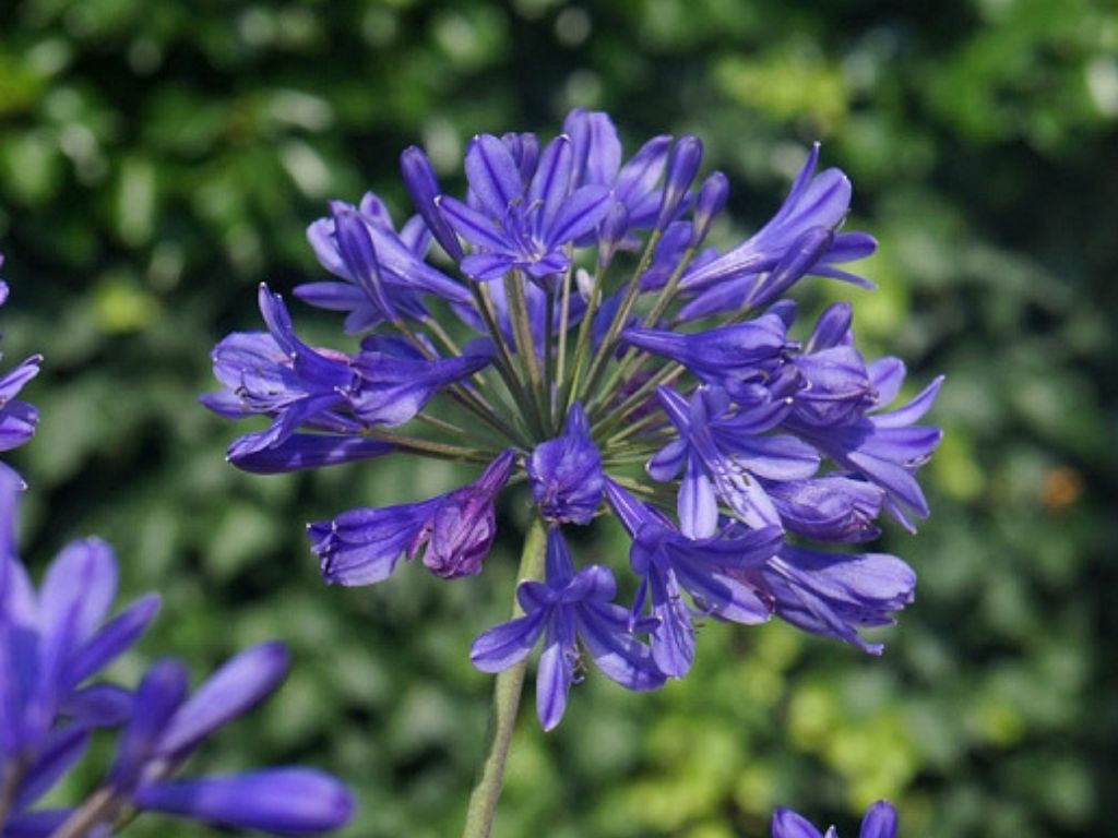 Agapanthus Brilliant Blue, výška 30-50 cm, kvetináč 12 cm
