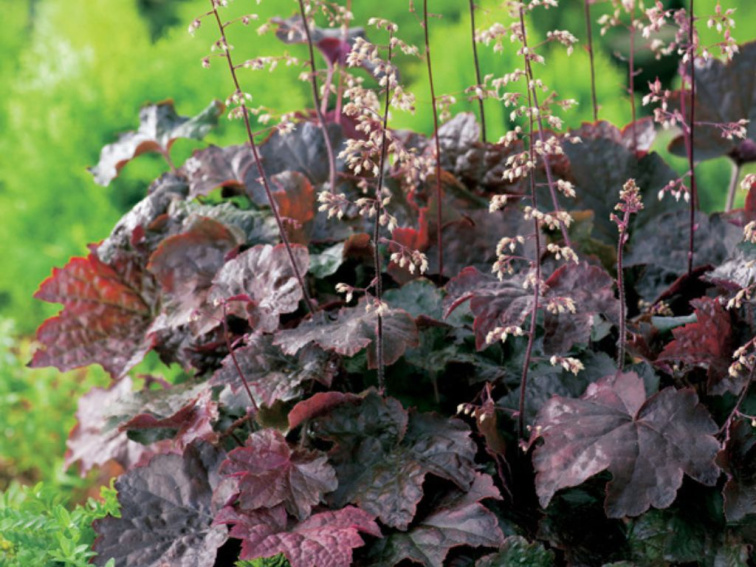 Heuchera Palace Purple