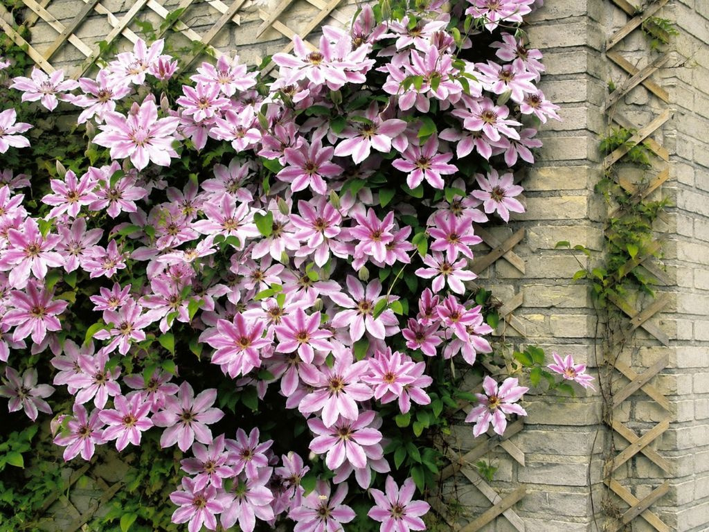 Plamienok Nelly Moser, výška 50-60 cm, kvetináč 15 cm