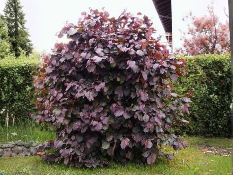 Lieska obyčajná Red Majestic, výška 60-80 cm, kvetináč 23 cm