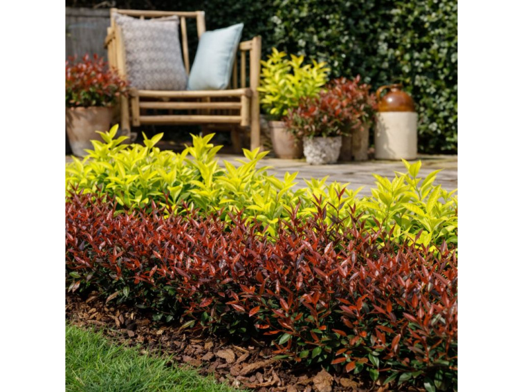 Červienka fraserová Chico, výška 30-50 cm, kvetináč 5 l