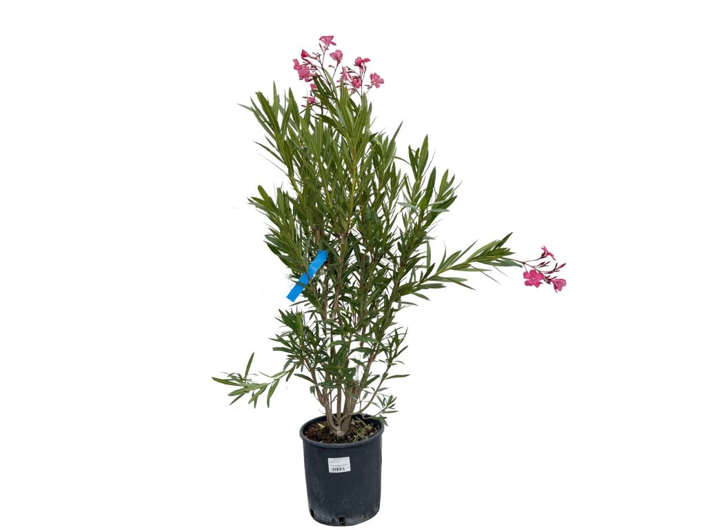 Oleander Margaritha, výška 80-100 cm, kvetinač 10 l
