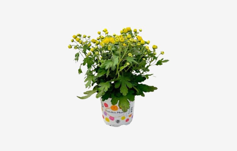 Chryzantéma Garden Mum Yellow, kont. p10,5