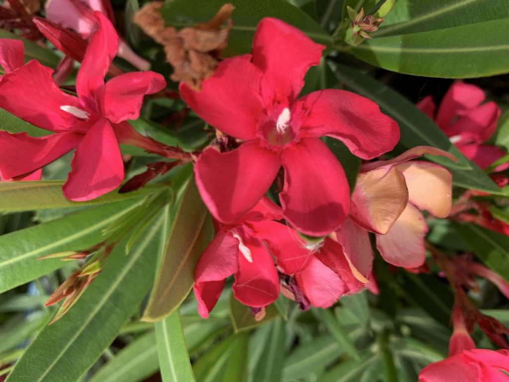 Oleander Evolution Candy, výška 20-30 cm, kvetináč 12 cm
