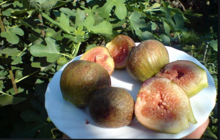 Figovník Francuesco 30-40 cm, kont. 2 l