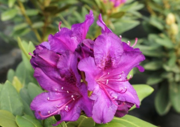 Rododendron jakušimský Laguna, výška 20-30 cm, kvetináč 15 cm