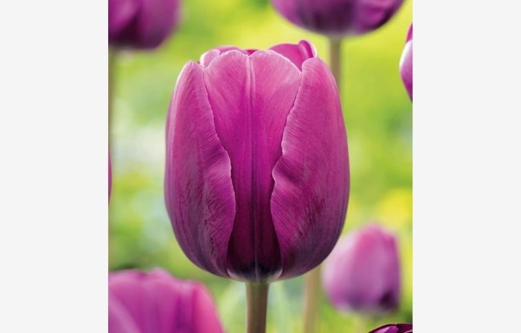 Tulipán Negrita 7 ks v balení