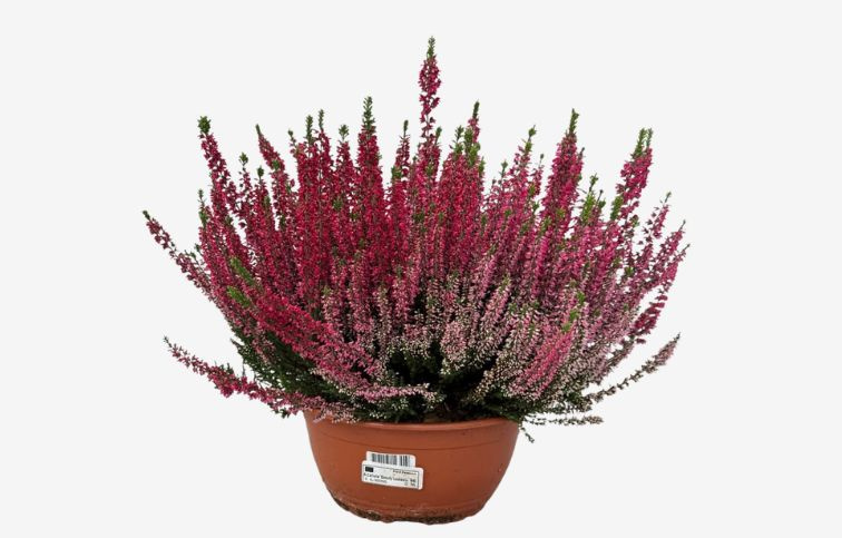 Vres Beauty Ladies červený, kont. p23