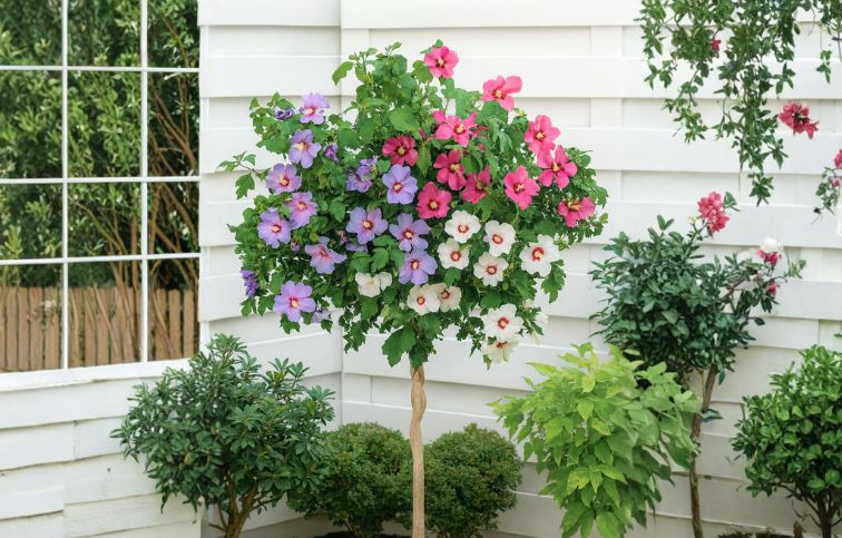 Ibištek sýrsky Tricolor na cca 70cm kmienku, výška 100-120cm, kont. 5 l