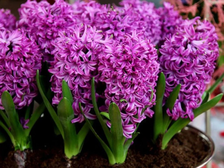 Hyacint Purple Sensation, kont. 7 cm