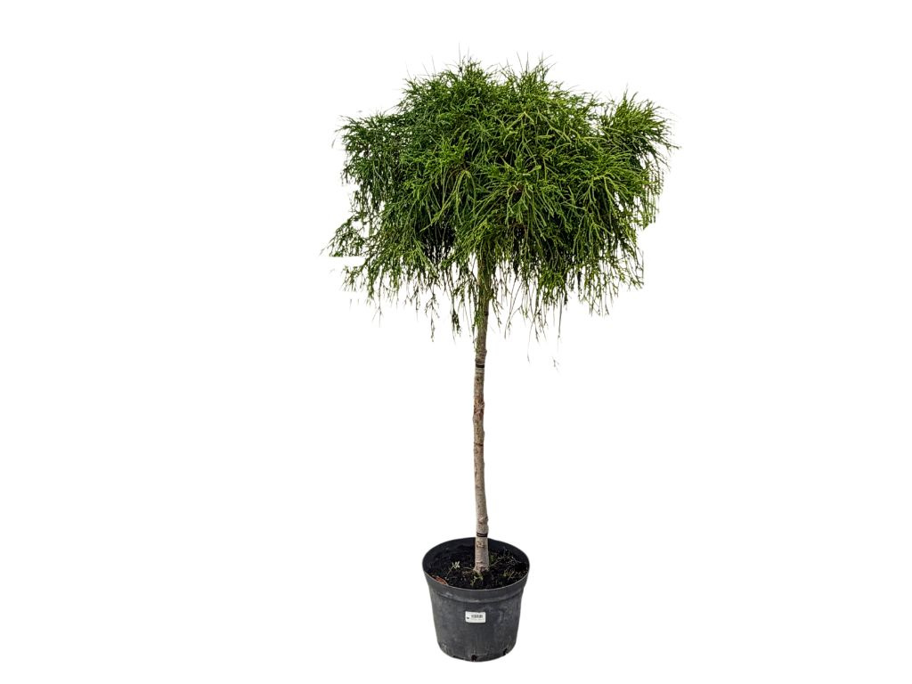 Cypruštek hrachonosný Filifera Aurea Nana na kmienku, výška 100-120 cm, kvetináč 10 l